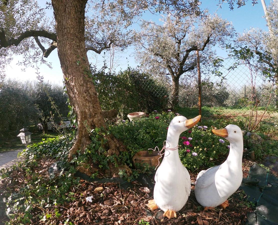 Bed & Breakfast Agriturismo Le Casette Sul Garda Cavaion Veronese